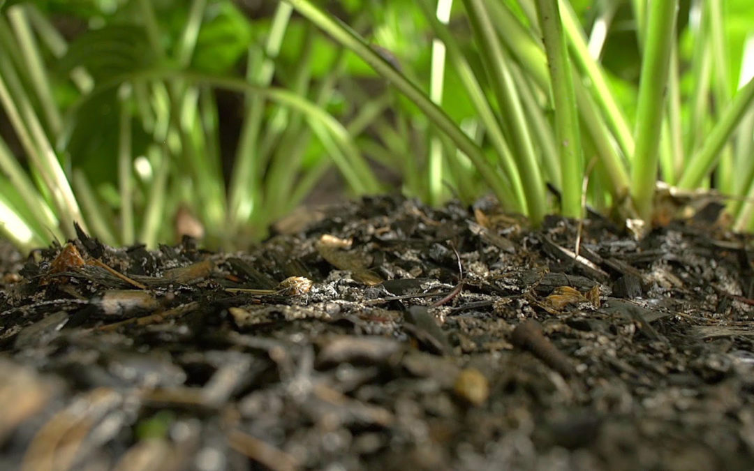 Ballard Baseball Mulch Fundraiser